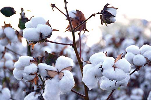 چرا پارچه ملحفه‌ای صددرصد پنبه، بهترین انتخاب برای خواب راحت است؟